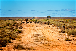 Emu Stroll